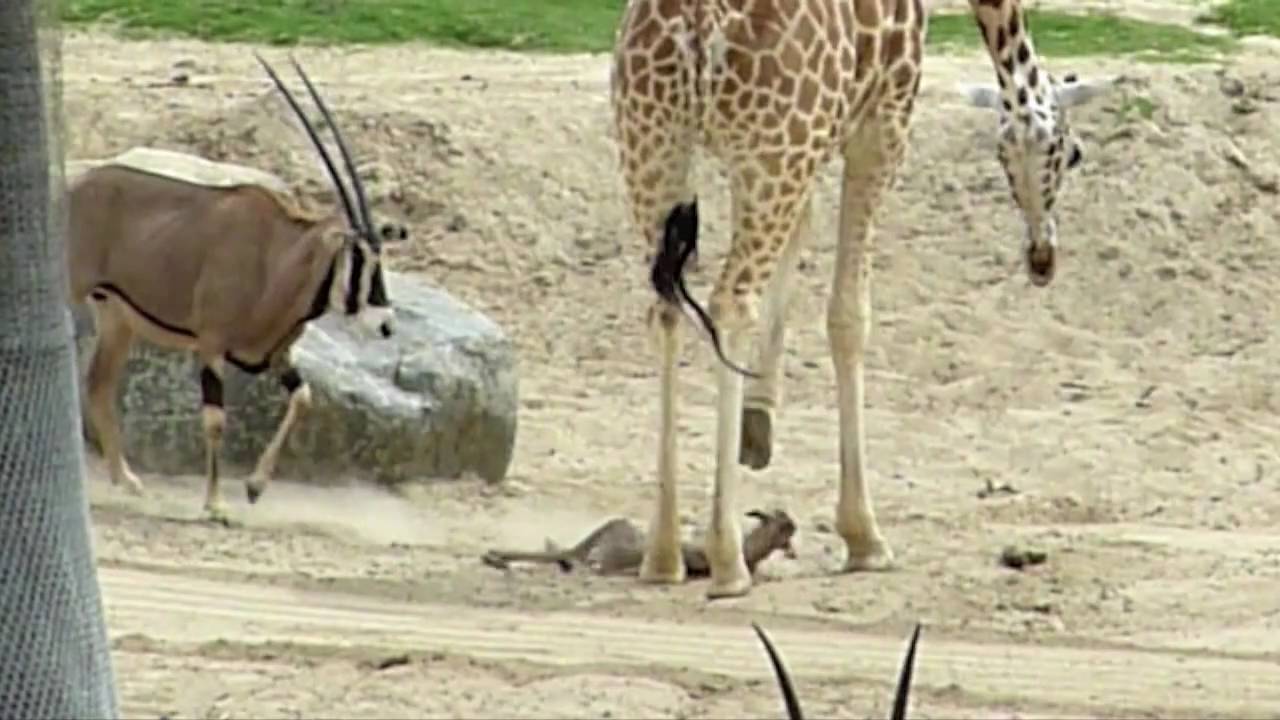 Giraffe vs Baby Gazelle - Wild Animal Park - San Diego