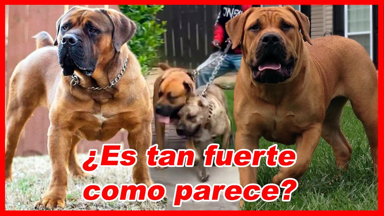 Cómo se ve el DOGO, PRESA, TOSA al lado del BOERBOEL