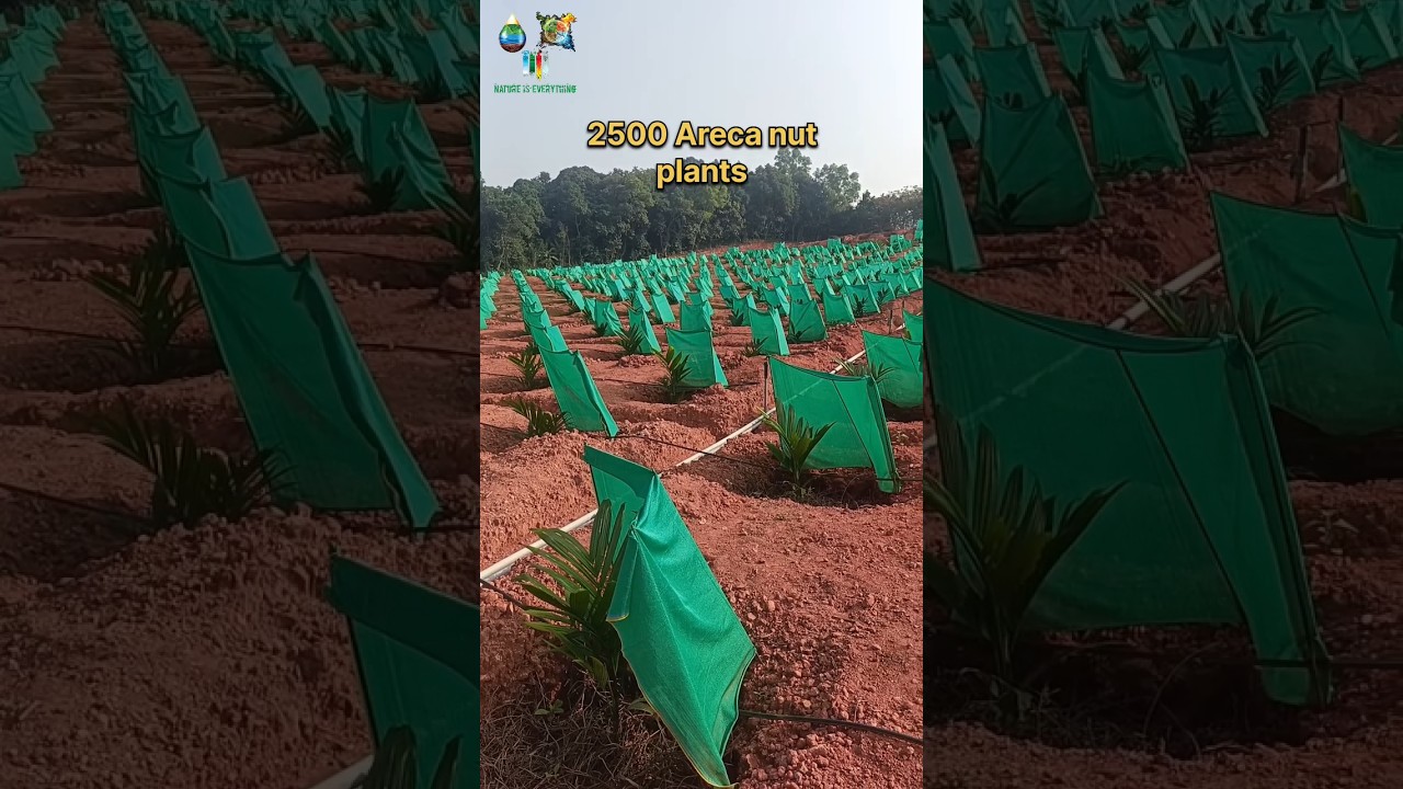 Arecanut plantation. #farming #agriculture