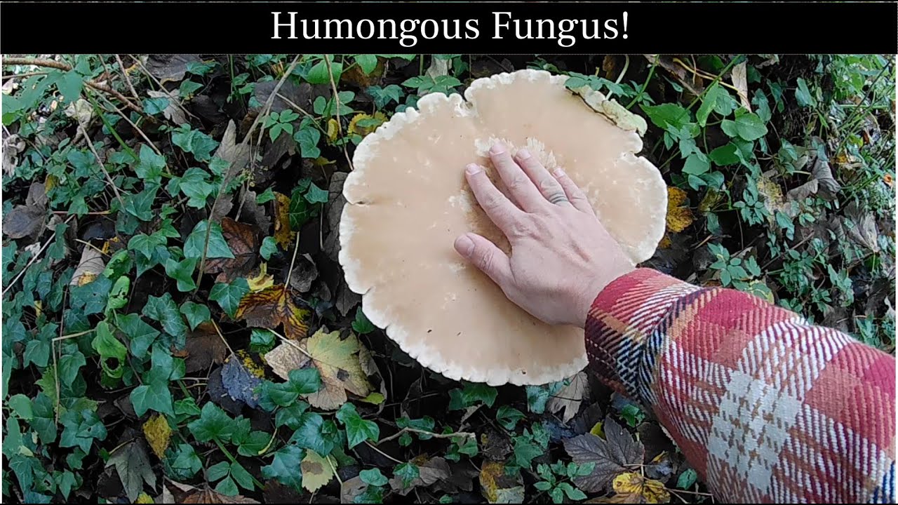 November Mushroom Stroll '22