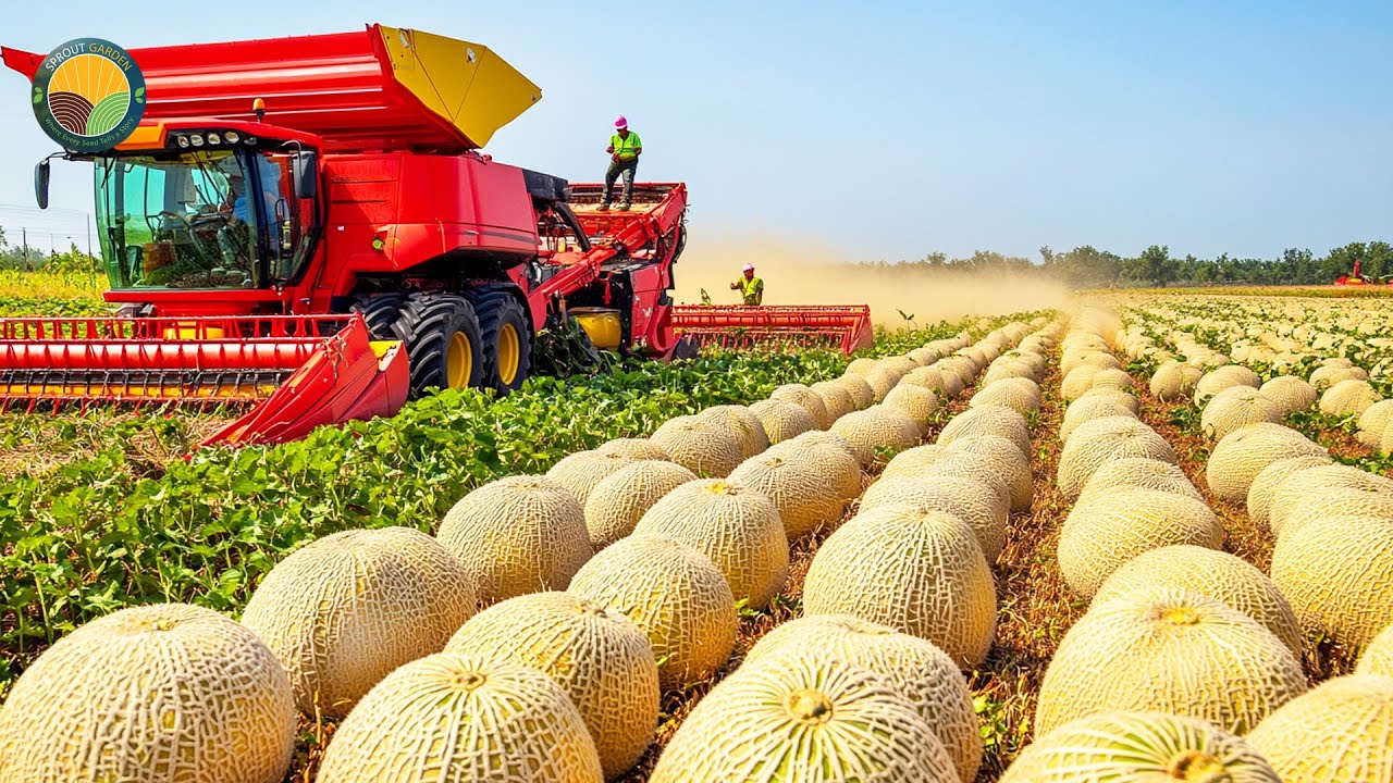 How American Farmers Harvest 40 Billion Pounds Of Cantaloupes This Way | Farming Documentary