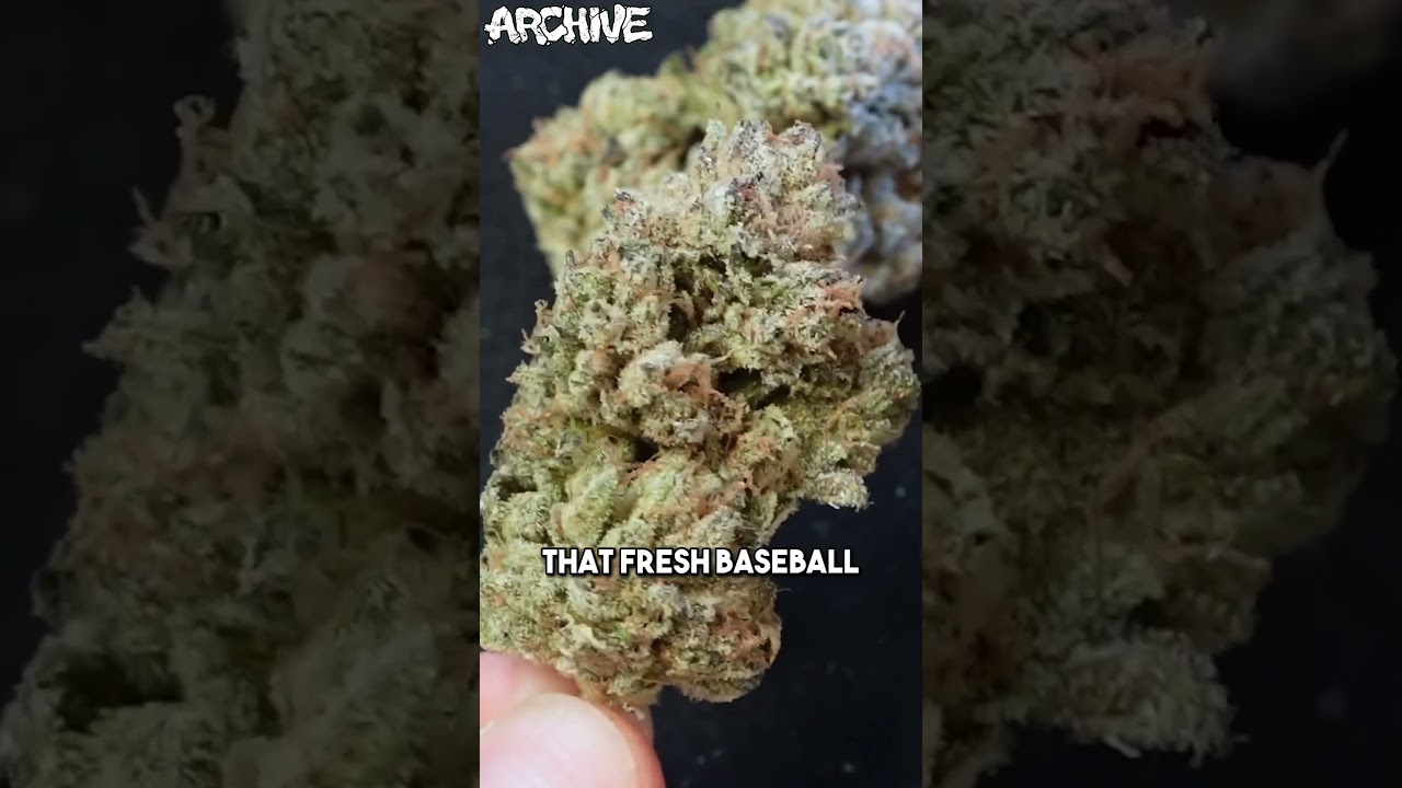 BAZOOKA JOE (Indiana Bubblegum x Face Off OG)🔥🔥 #ArchiveTv #ArchiveSeeds #BazookaJoe #FaceoffOG