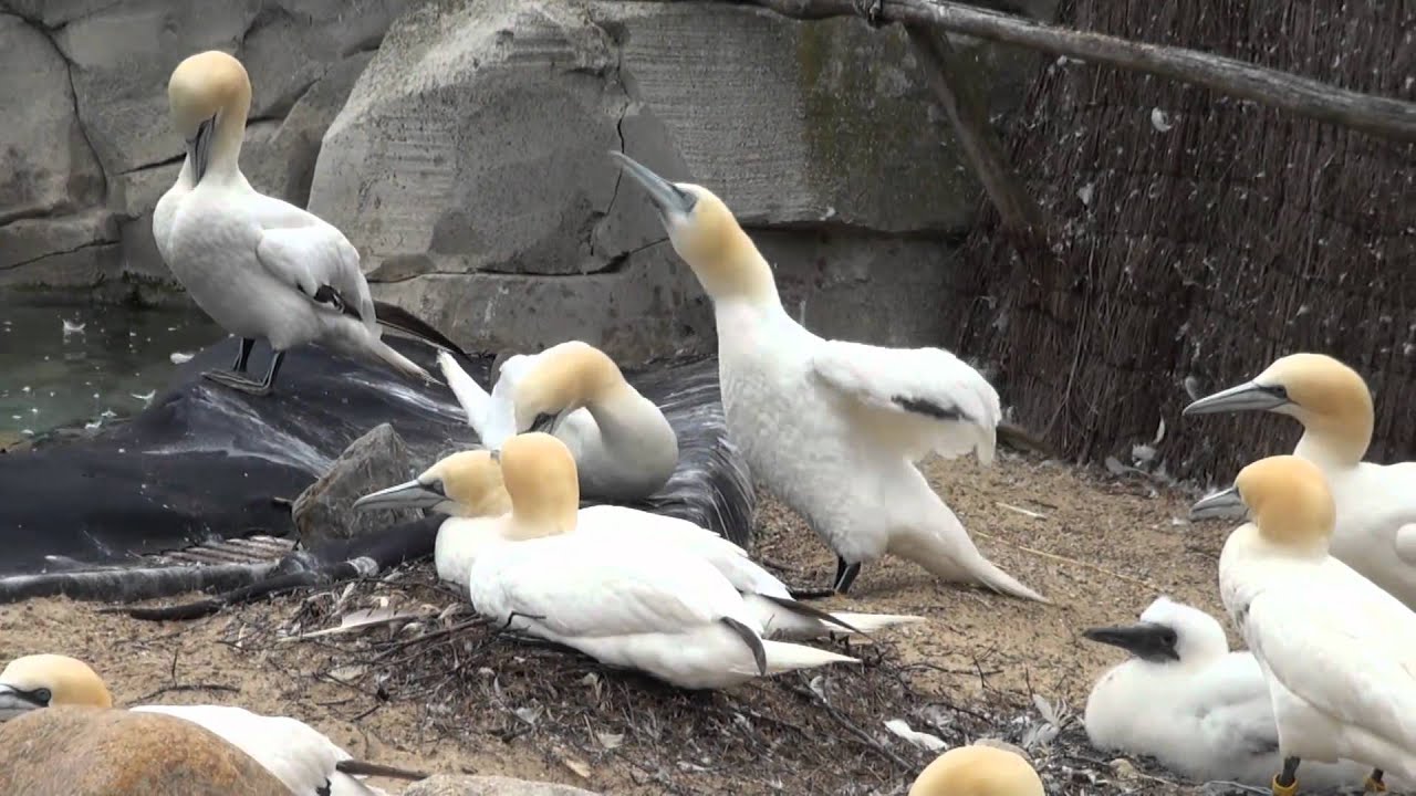 Zoo am Meer Impressionen 2011 Bremerhaven