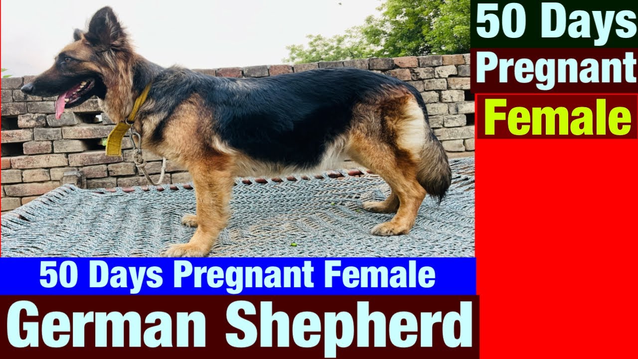 50 Days Pregnant Gsd Female | pregnant german shepherd female I...