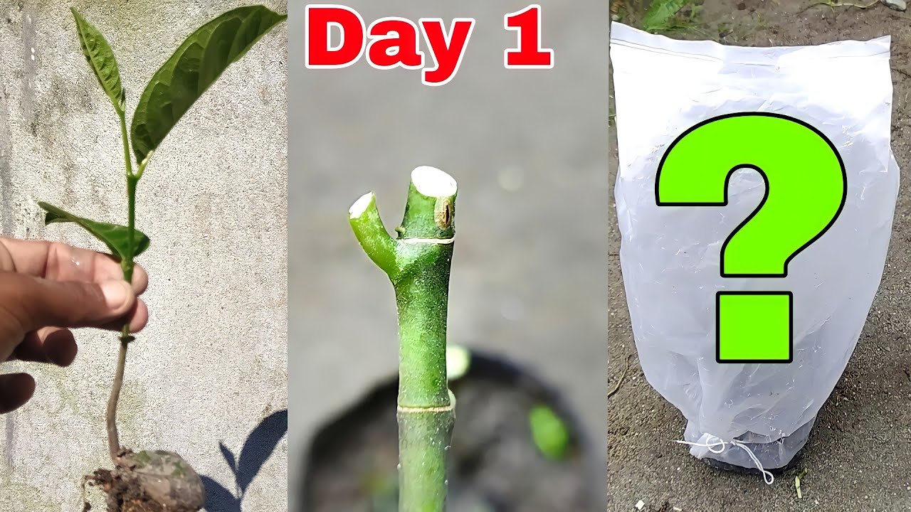 Jackfruit stone grafting | How to jackfruit grafting in stone | kaise jackfruit kalam kare b.afarmer