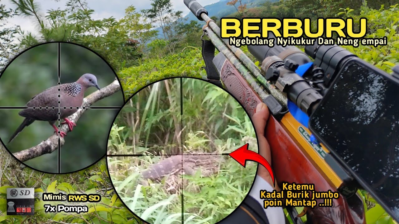 HUNTING‼️Shp Tiger Long truglo ngebolang burung tekukur & tupai. Nemu kadal burik jumbo. Poin mantap