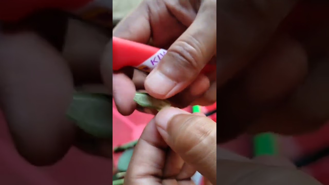 গোলাপ গাছের চোখ কলম পদ্ধতি 😲😜