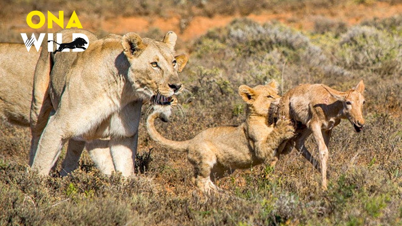 WILD INSTINCT | O Medo Que Governa a Savana | #AnimaisSelvagens