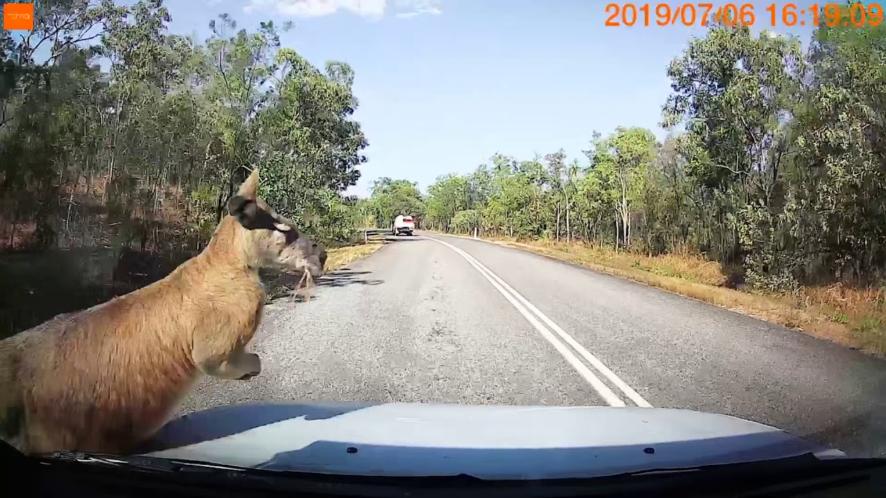 Kangaroo jumps into car windscreen - Litchfield national park.