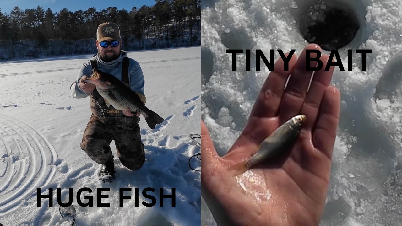Does BAIT size matter?? (we CRUSHED the fish) #fishing #fish #icefishing #bassfishing
