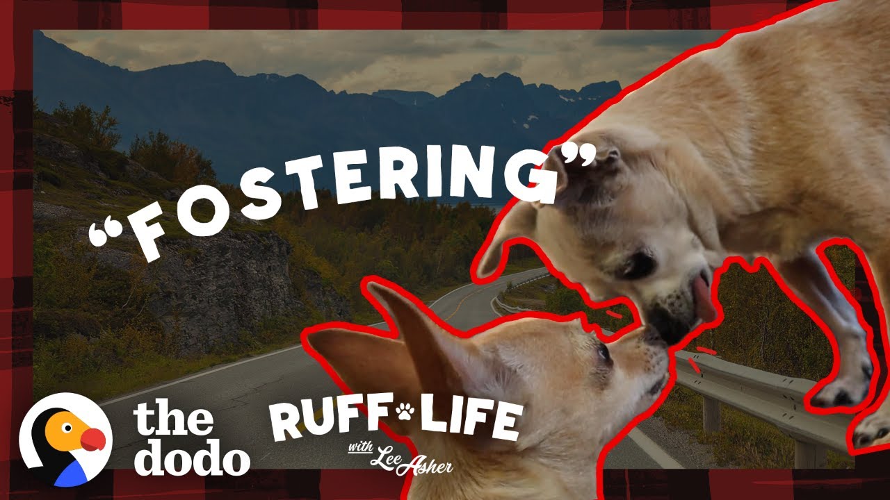 Watch What Happens When A 14-Year-Old Dog Finally Leaves The Shelter | Ruff Life With Lee Asher