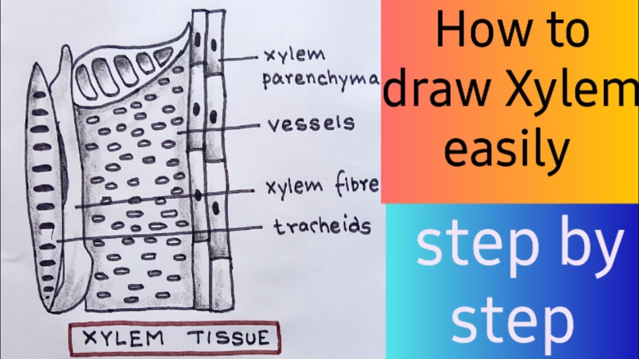 How to draw xylem step by step for beginners ///  Xylem tissue diagram easily  #drawing   #draw