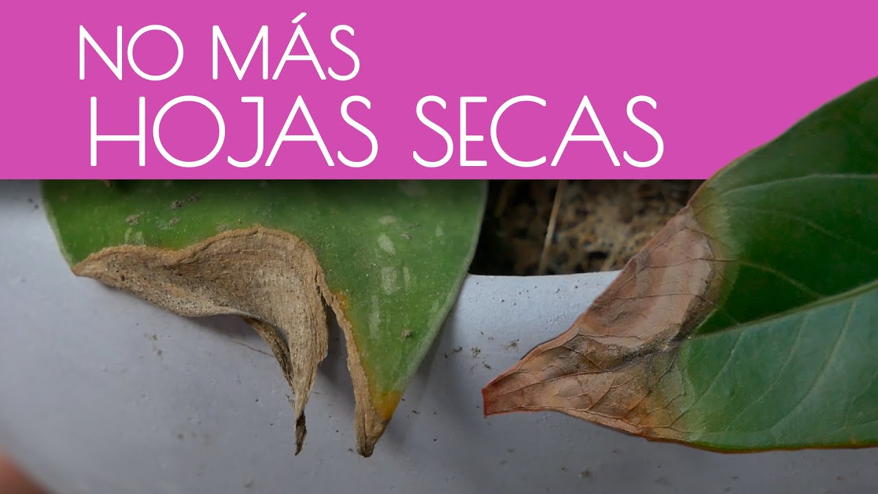 El SECRETO para hojas perfectas: SOLUCIONA y PREVIENE las puntas SECAS en tus plantas de interior.