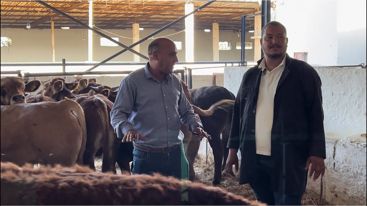 لي بغا يكسب العجل و العجلة المستوردة من أوربا هدي هيا 🙌 الفرصة عند الصادق في ضيعة زريقة🇲🇦 ب مديونة