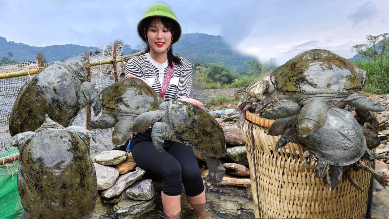 Country girl harvests turtles that breed in the wild and herd of fish to sell