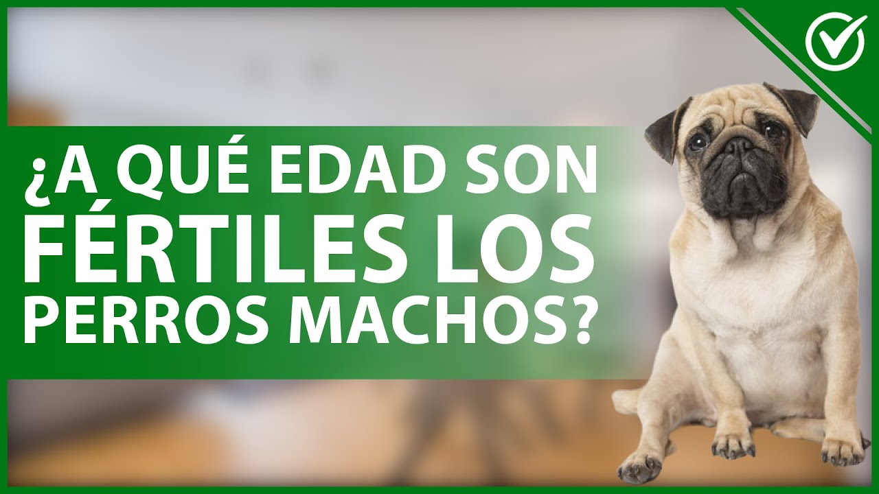 🐕 ¿Cuál es la EDAD en la que los perros MACHOS son FÉRTILES? - Madurez sexual 🐕