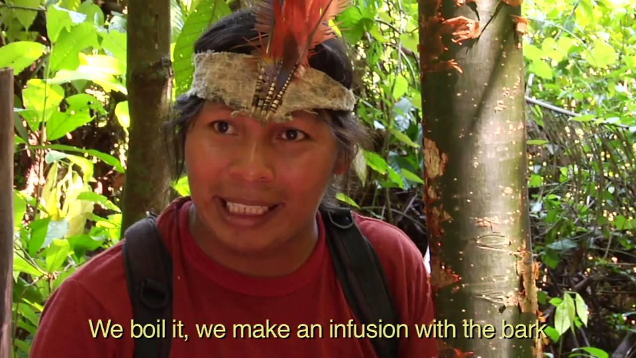 Discovering Healing Properties of the Jungle From the Maleku #lisahaisha #spiritualhealer