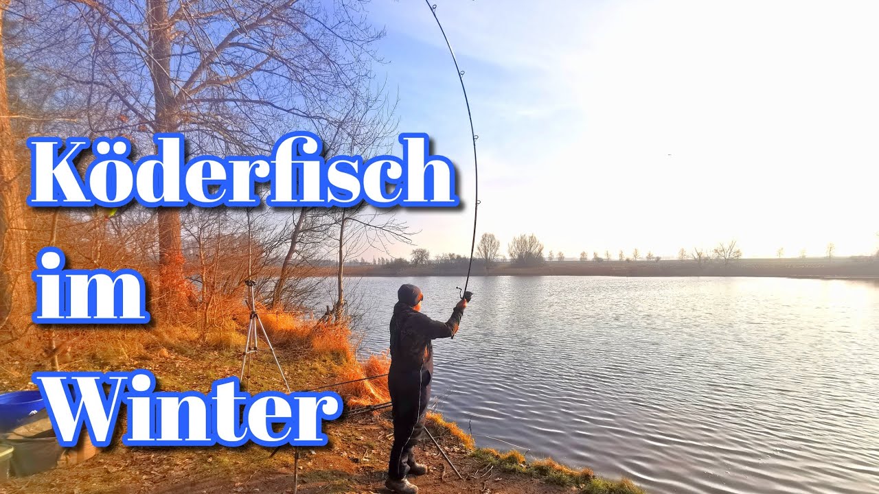 Angeln am grossen See mit Köderfisch im Winter auf Raubfisch. Hecht Zander und Co. winterangeln 2025