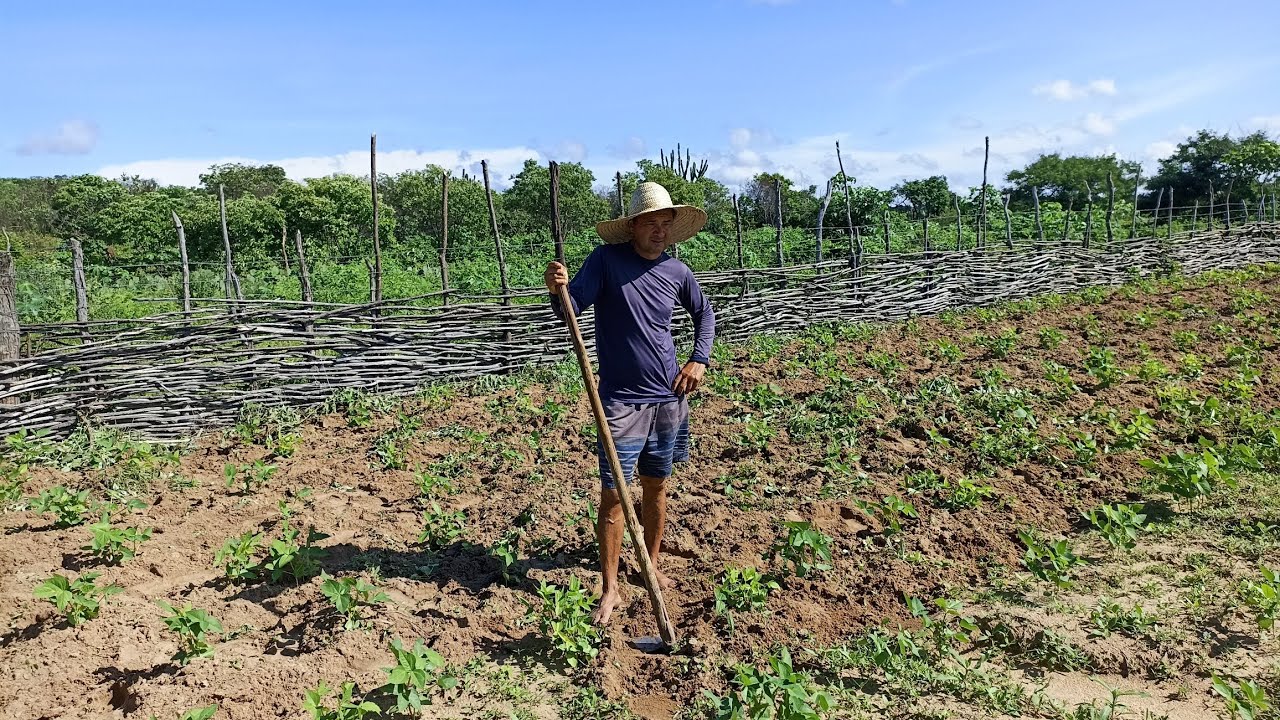 Vejam como está nosso roçado./11 de Março de 2026