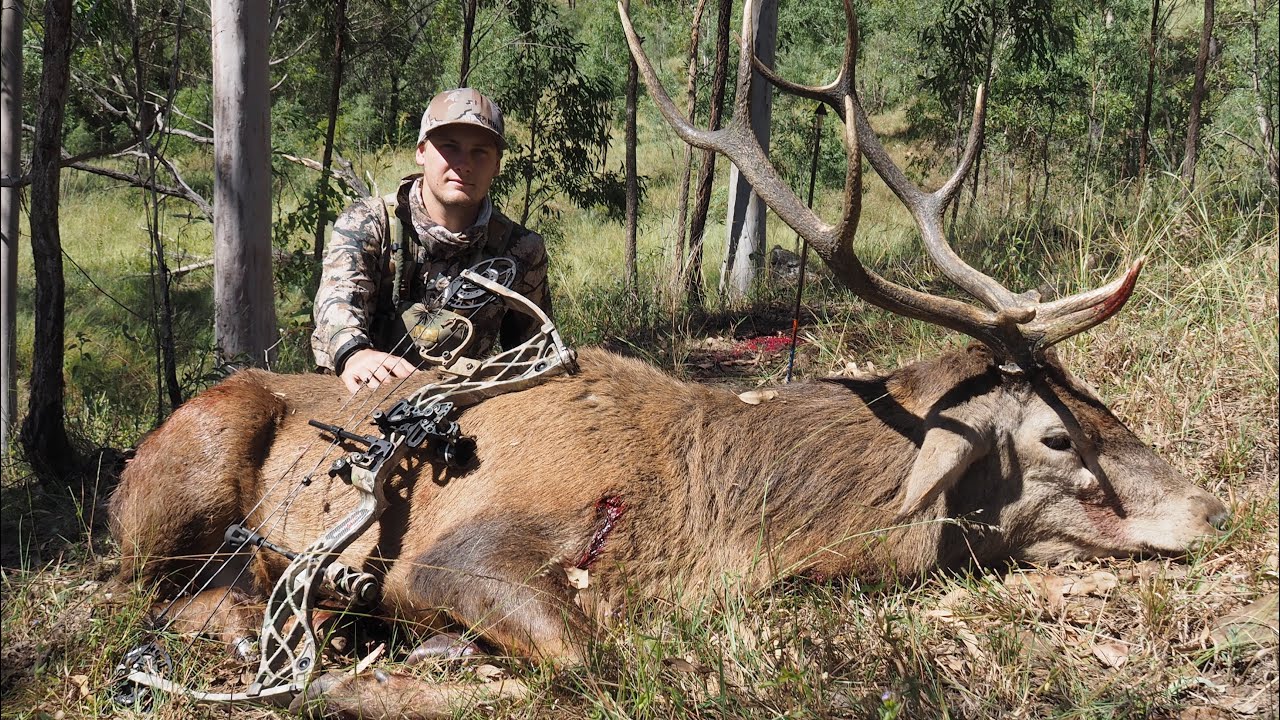 Australian Bowhunting - Red Deer Rut Compilation