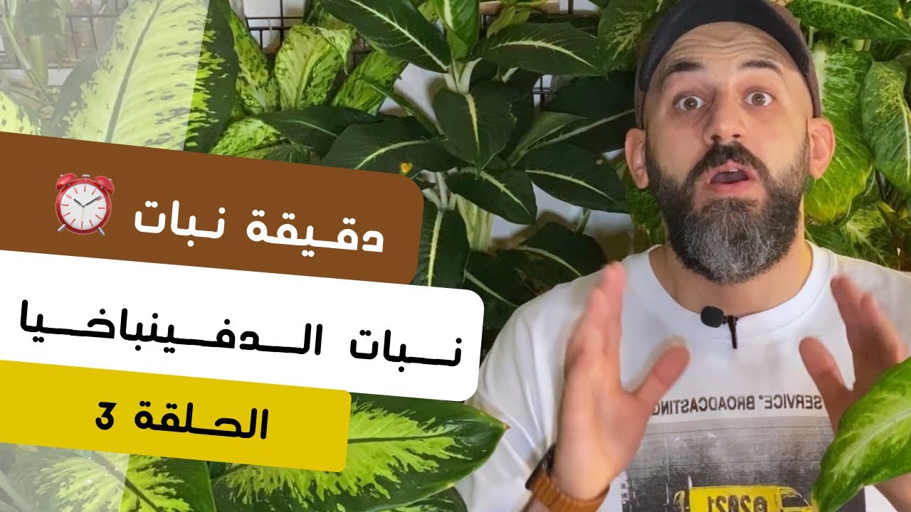 دقيقة نبات |٣| طرق العناية بنبات الدفينباخيا
Dieffenbachia care - quick tips
