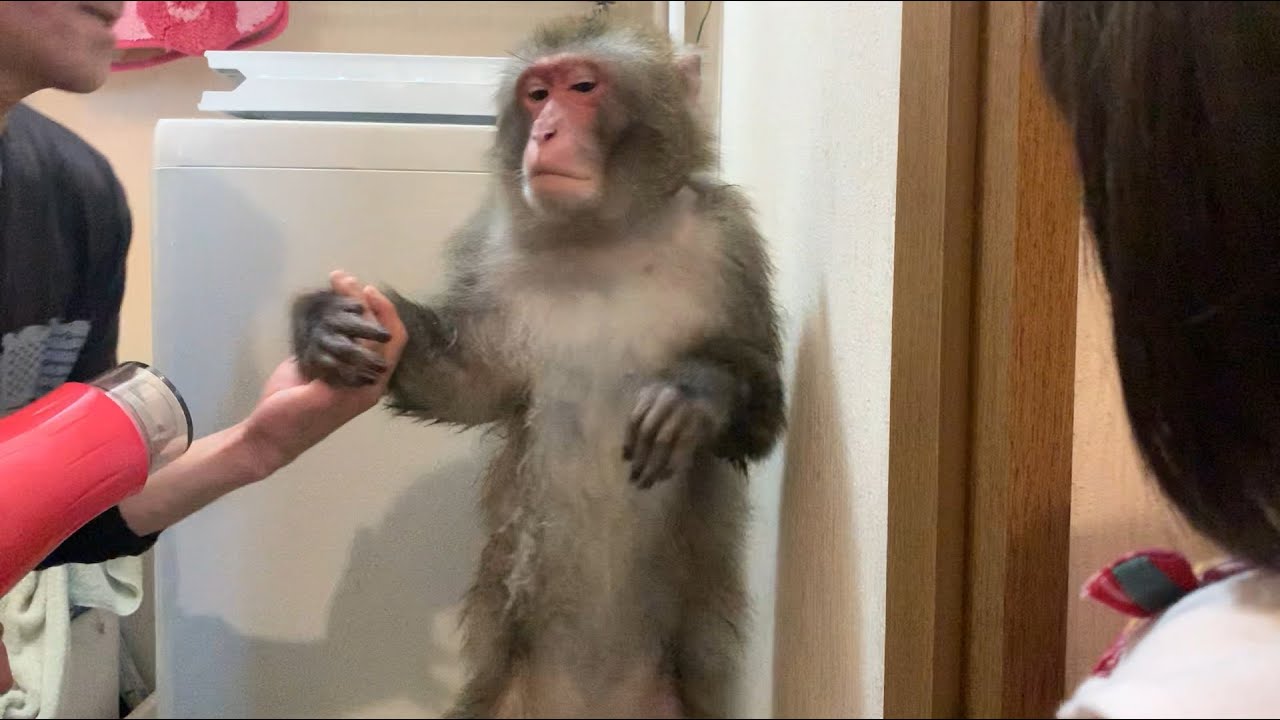 日光さる軍団ジュニア君　お風呂上がりのひと時 A monkey relaxing after taking a bath स्नान करने के बाद आराम करता बंदर