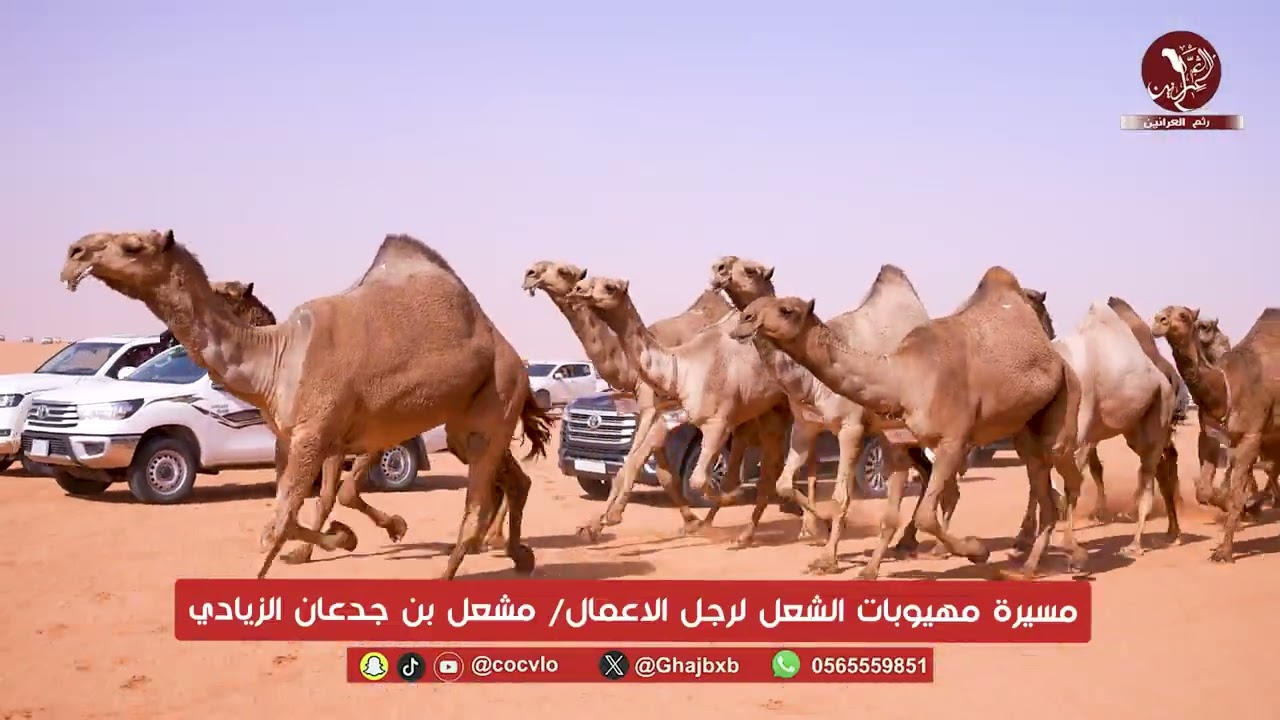 مسيرة مهيوبات الشعل لرجل الاعمال/ مشعل بن جدعان الزيادي مهرجان الملك عبدالعزيز للإبل النسخه 10