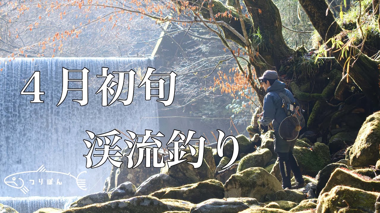 ４月初旬　渓流釣り【大岩魚】