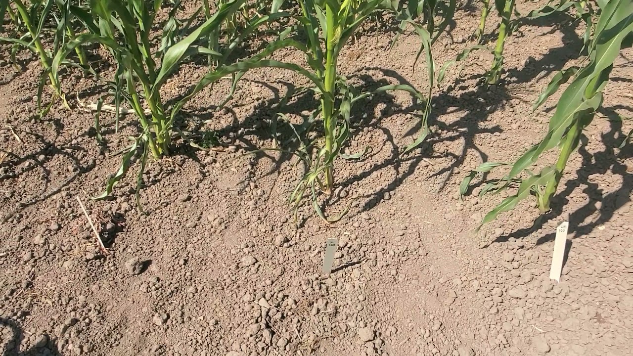 Dent corn dry farmed