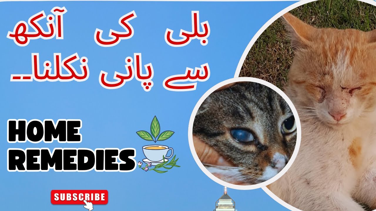 Cat Ki Eyes Se Pani Nikalna | How To Treat Eye Infection In Cats | Reasons,  Symptoms, Home Remedies