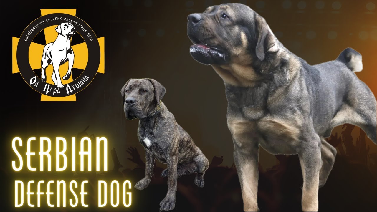 ***Repeat***Episode 34: Serbian Defense Dog - Stefan Sop Dusan