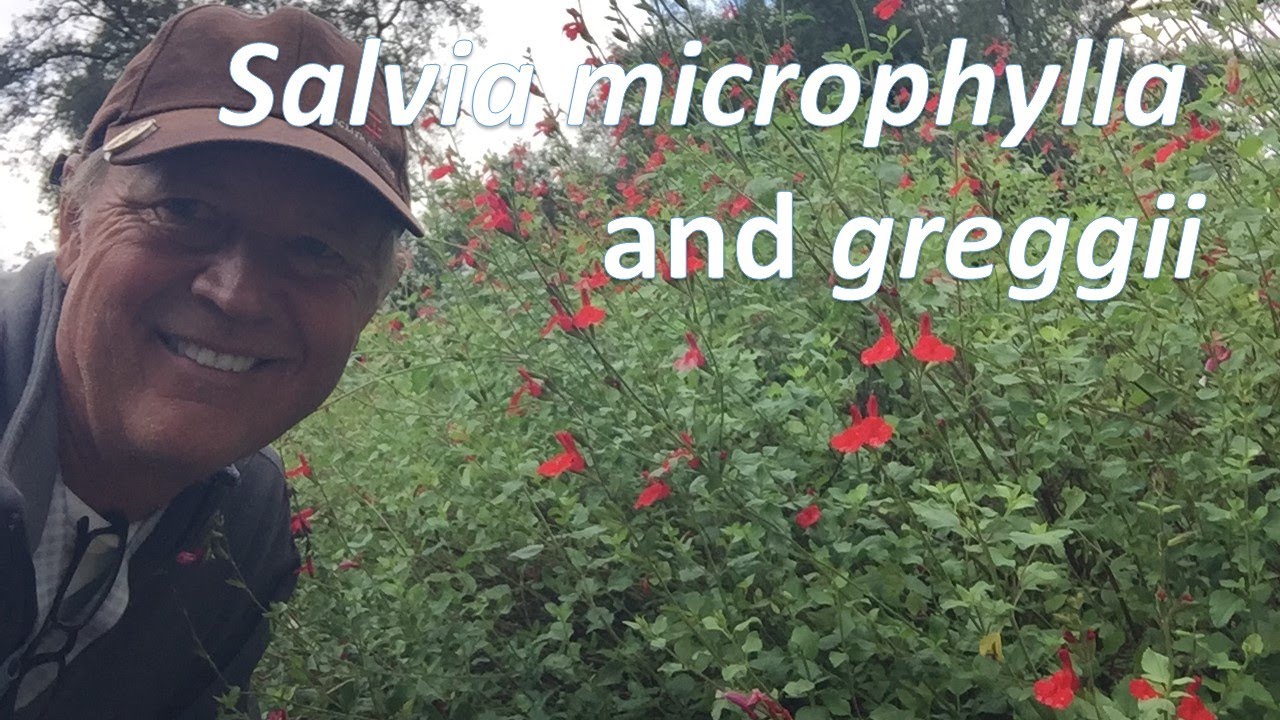 Salvia microphylla и greggii вместе &mdash; что лучше?