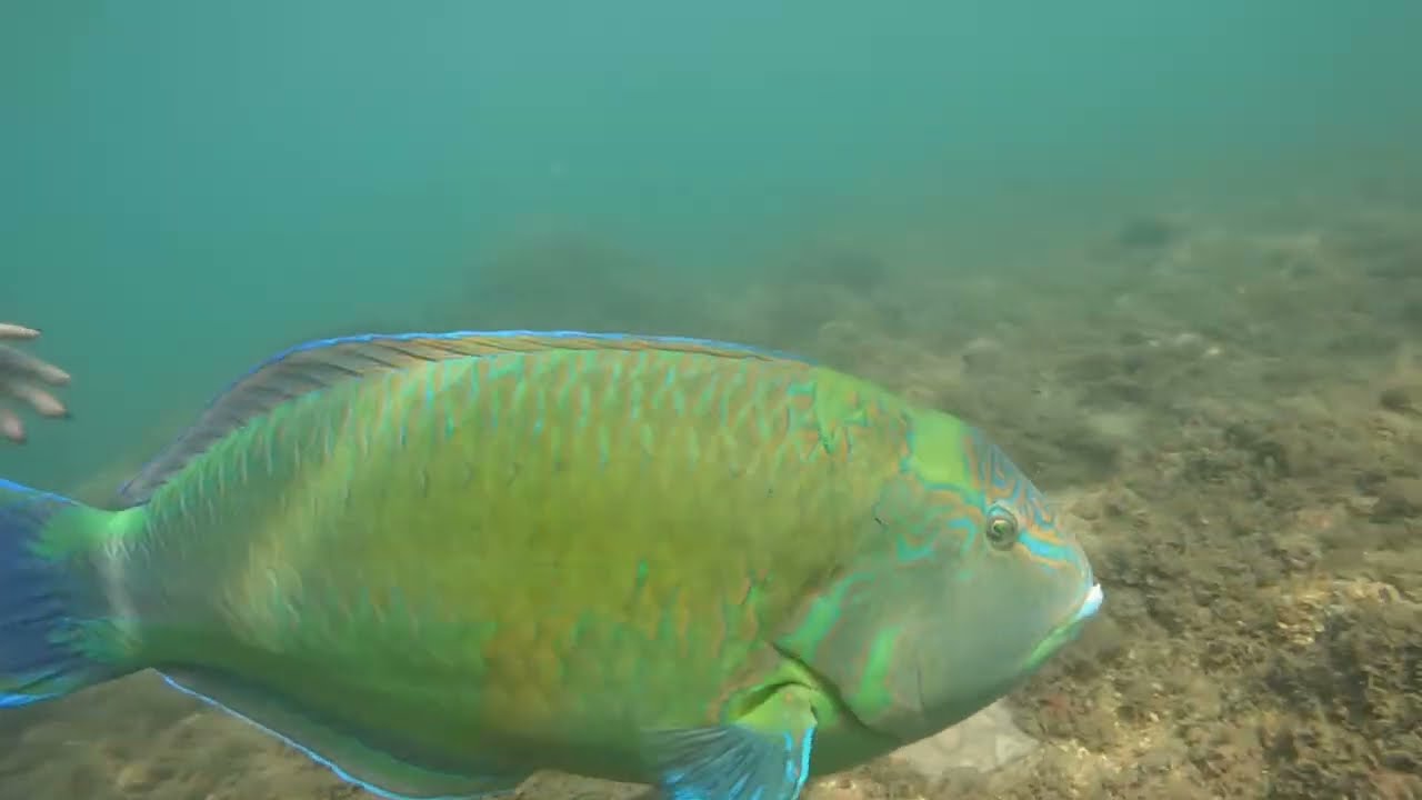 Ilha das cabras: o melhor ponto de mergulho autônomo da Ilhabela/SP