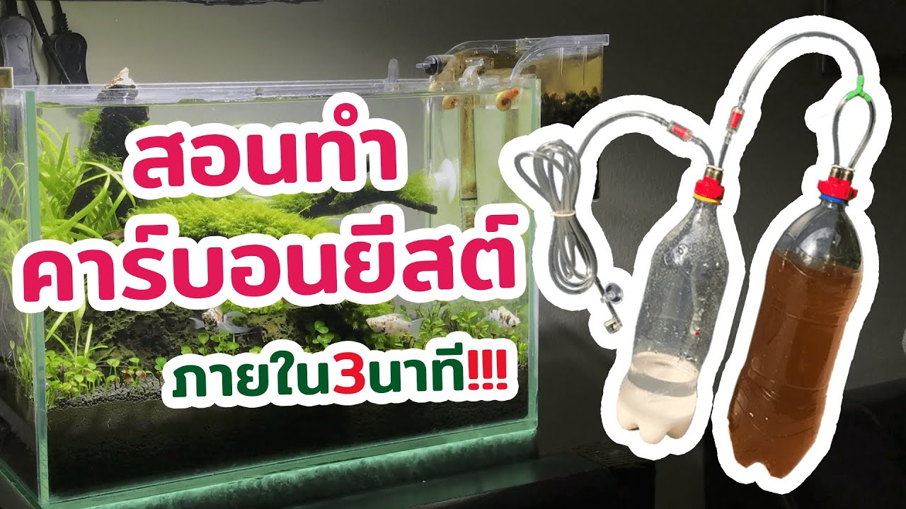 คาร์บอนยีสต์ง่ายๆภายใน3นาที | HOBBYFISH