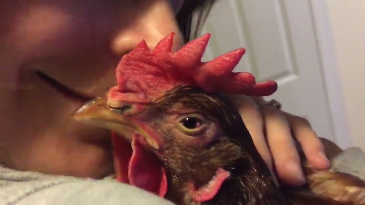 Tildy the house chicken loves kisses and snuggles