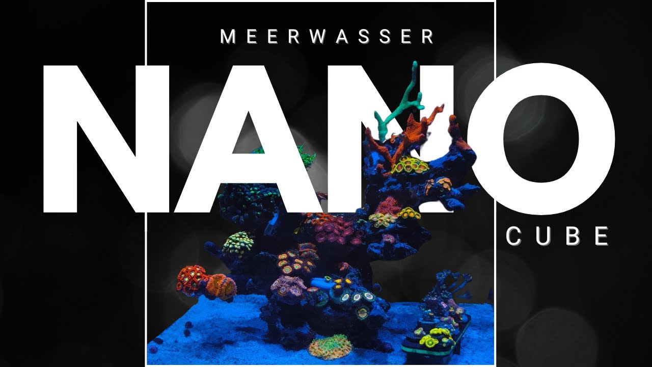 Meerwasser Nano Update 🌊 Korallen Zustand, Werte & Versorgung im &Uuml;berblick!