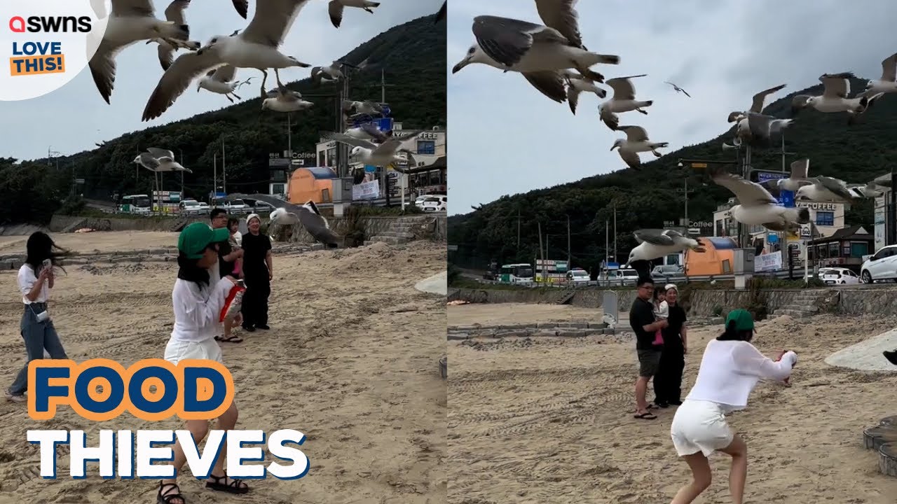 Swarm of seagulls gang up on beachgoer - forcing her to abandon her food!  | LOVE THIS!