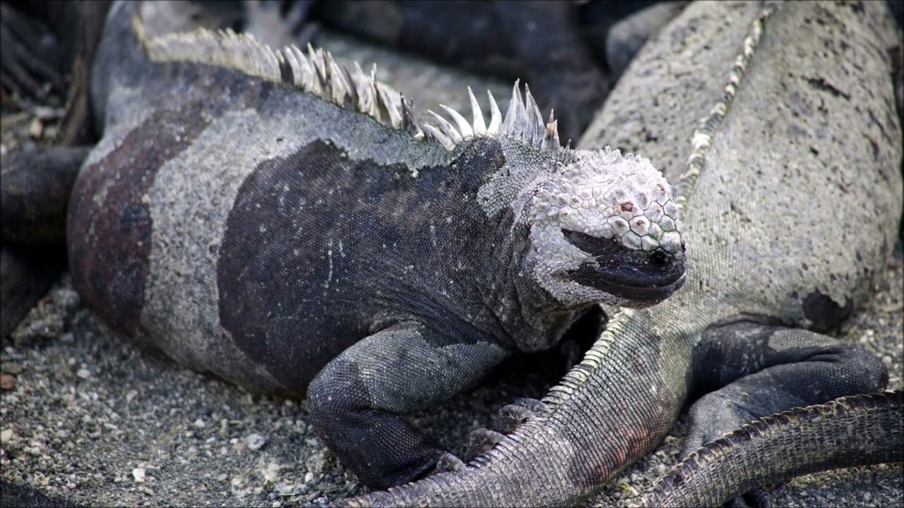 Galapagos Islands   Part 1