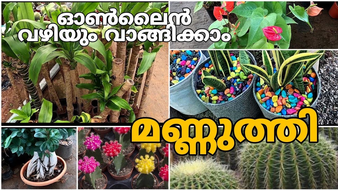 Indoor And Outdoor Plants|Madakkathara|Plant names&price |Online Shopping| മണ്ണുത്തി(Malayalam)