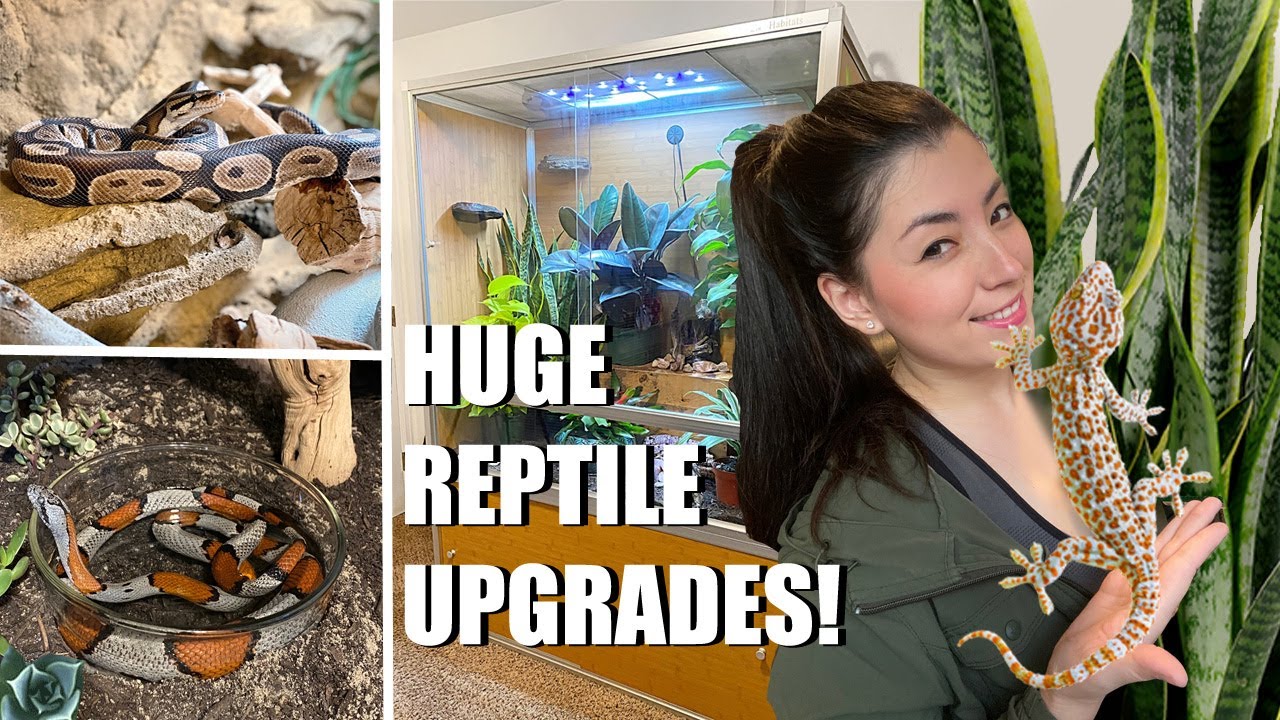 I Upgraded ALL My Reptiles And Got A NEW GECKO!