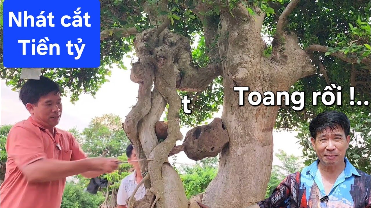 Nhát cắt tiền tỷ cho cây duối !.. Chủ cũ sợ toát mồ hôi