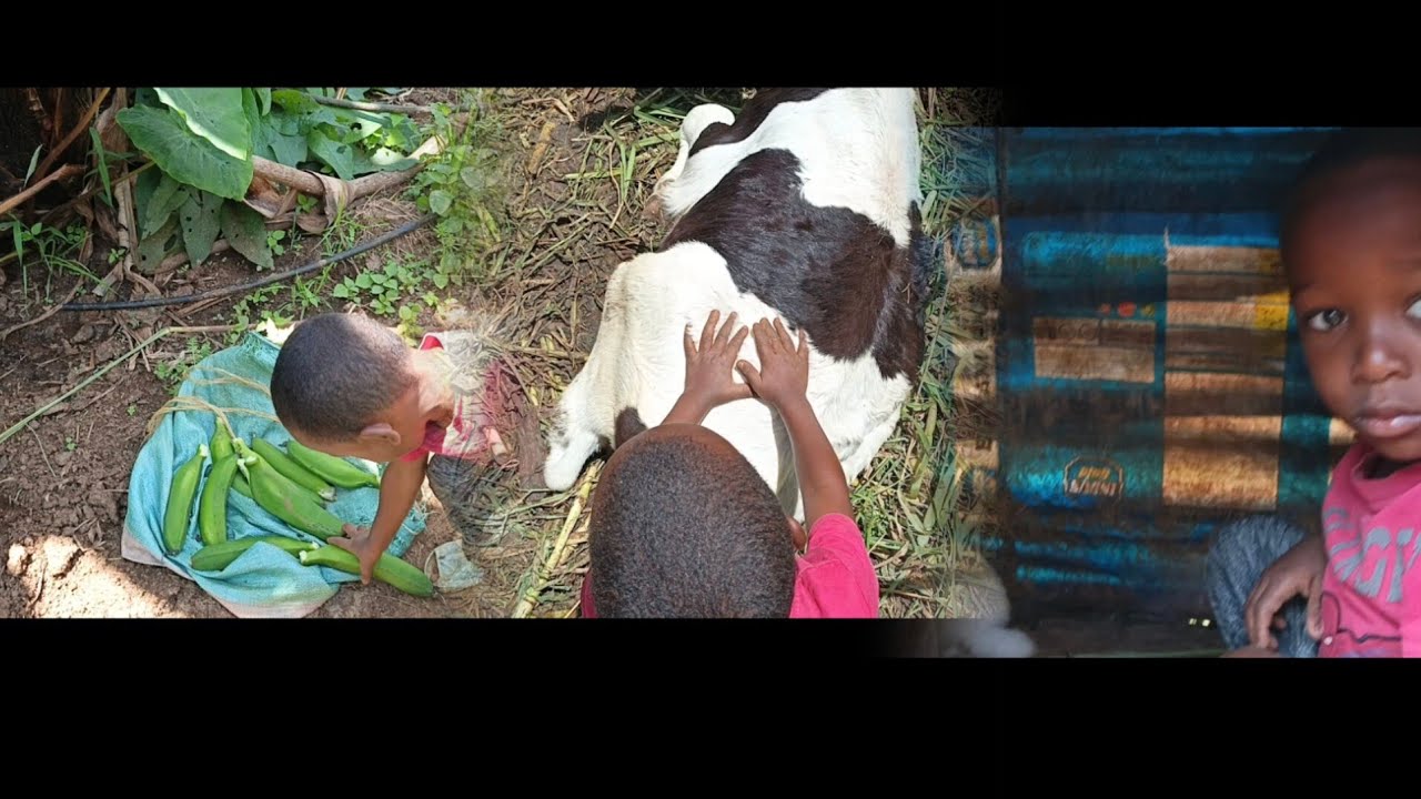 Village vlogs episode 2, enjoying fresh farm produce in the village, green bananas, upcountry pets