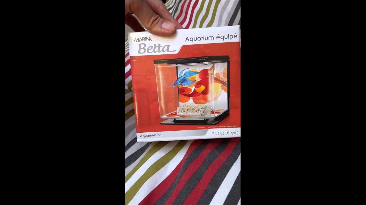 Prix aquarium poison betta (combattant)