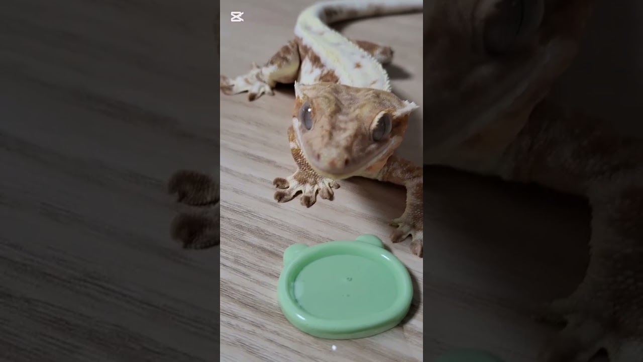 물 먹방 