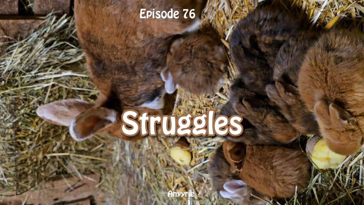 Käfigeier, fehlender Kartoffelabsatz und weitere struggles
