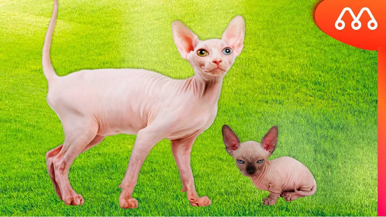 GATOS MAIS INCRÍVEIS DO MUNDO