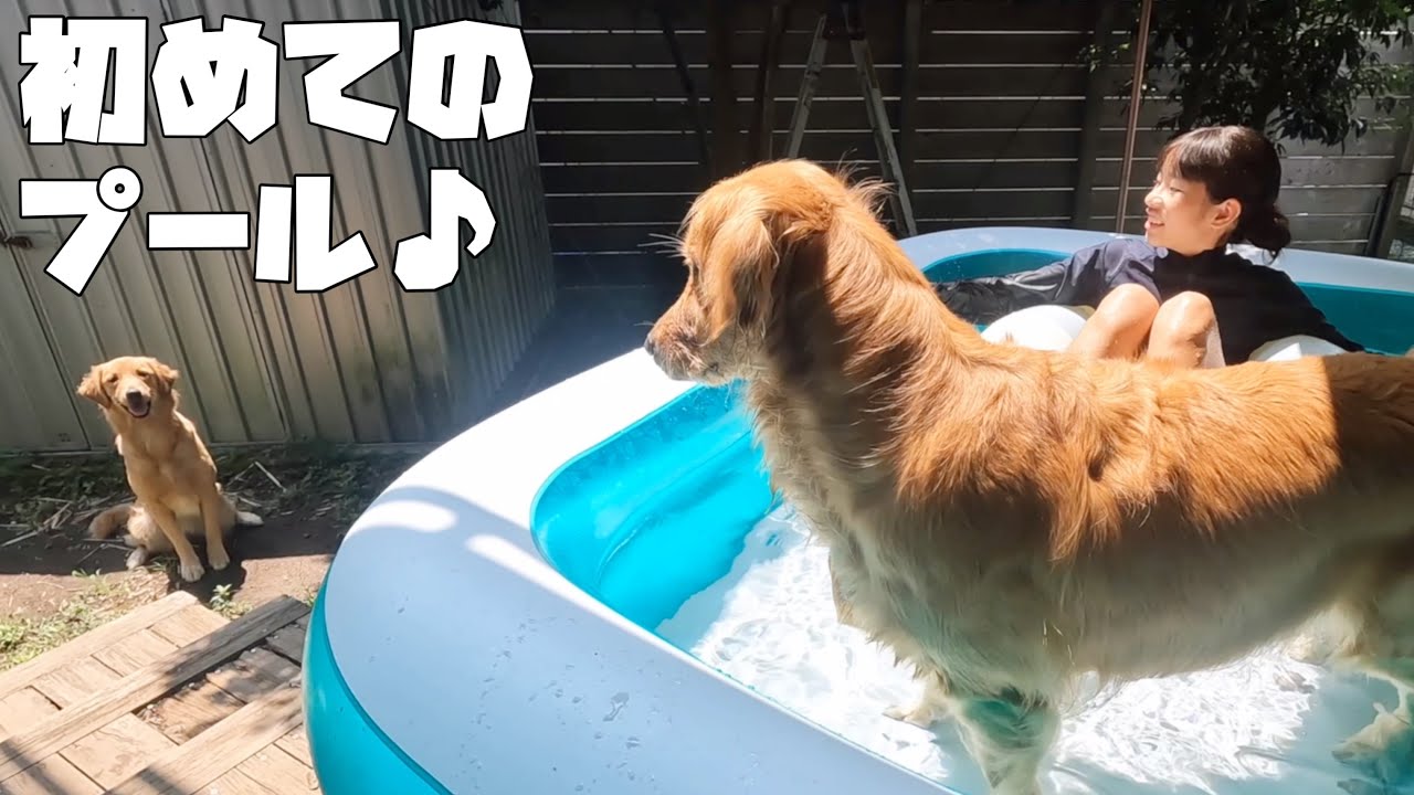 【ゴールデンレトリバーの夏休み🌻】お庭プールをそれぞれ楽しむ３姉妹