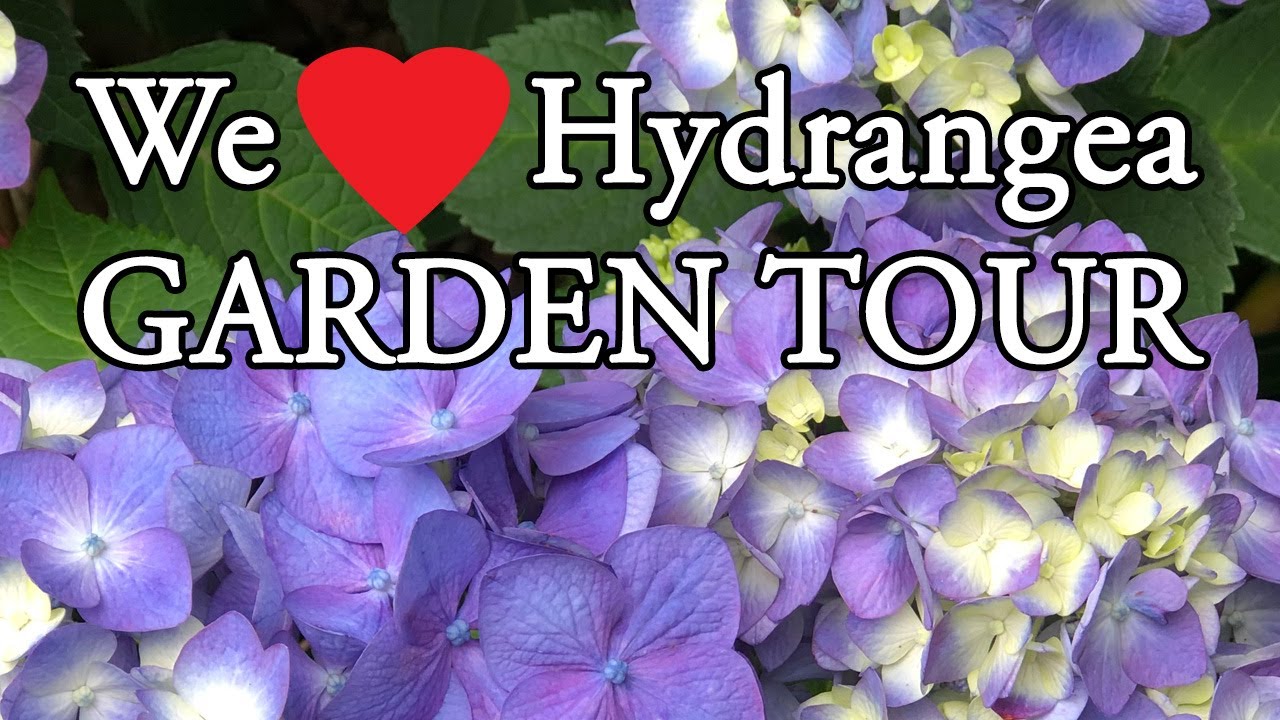 We Love Hydrangea Garden Tour