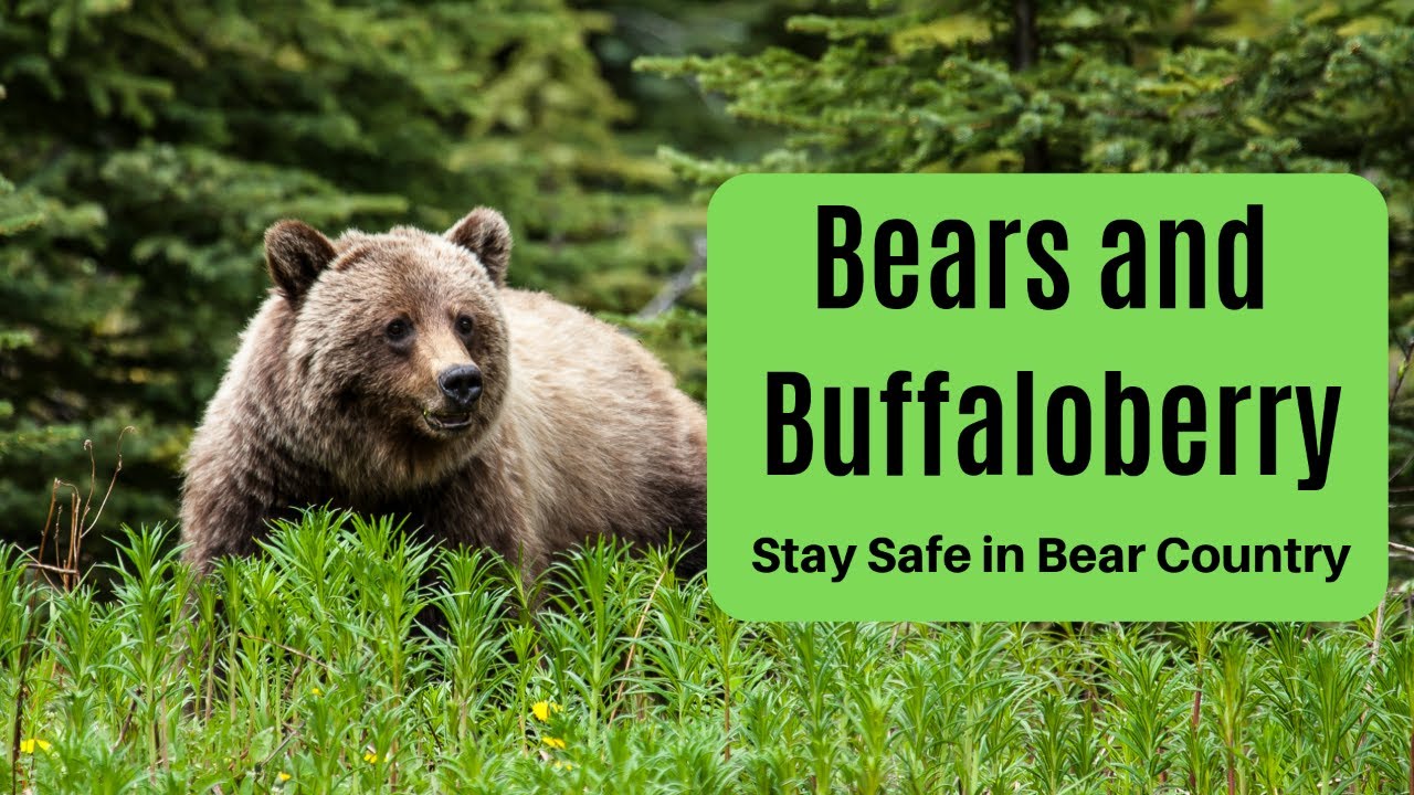 Bear Safety and Buffaloberries in the Canadian Rockies