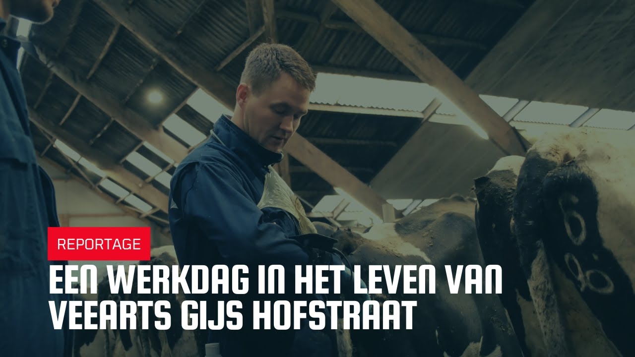 Een werkdag in het leven van veearts Gijs Hofstraat